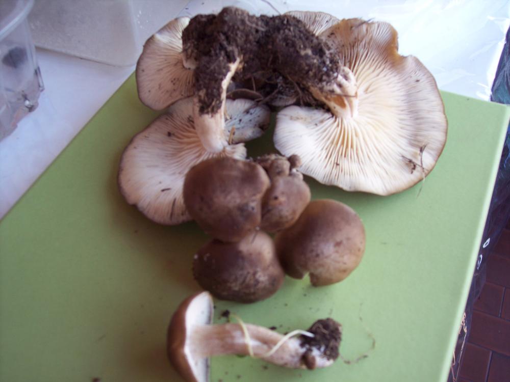 Da discutere, se vi va